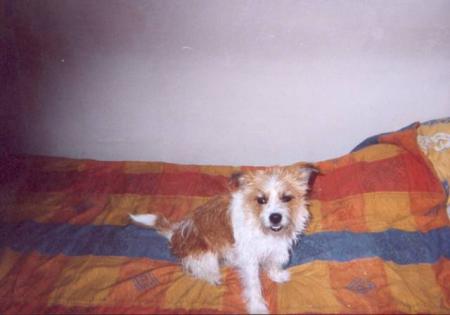 le chien de alex